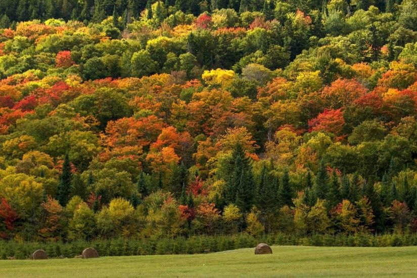 Related For Trees Landscape Fall Forest Autumn Nature Tree Wallpaper  Backgrounds HD