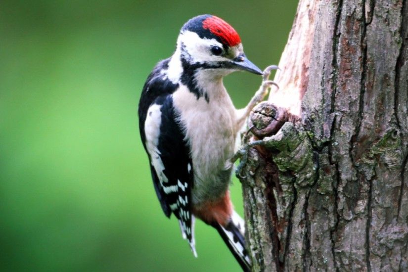 Woodpecker & Wild Birds in our garden