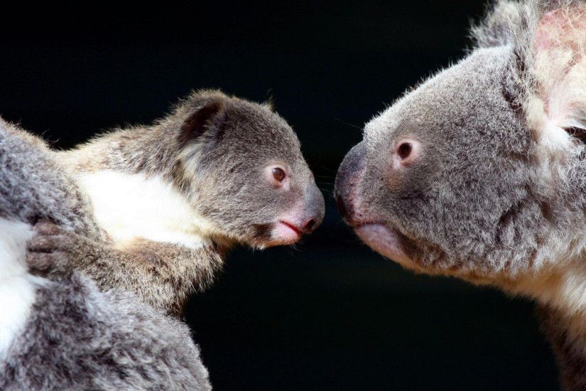 Mother And Baby Koala