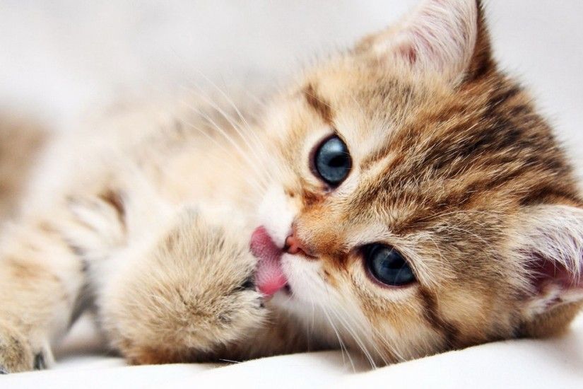 Cute Cat Wallpapers Collection For Free Download