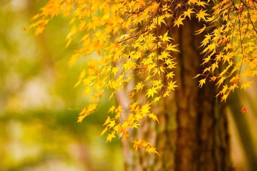 Leaves Nature Bokeh Autumn Tree Scenes Desktop Wallpapers