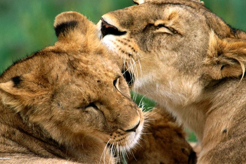 bathing african lions desktop wallpaper