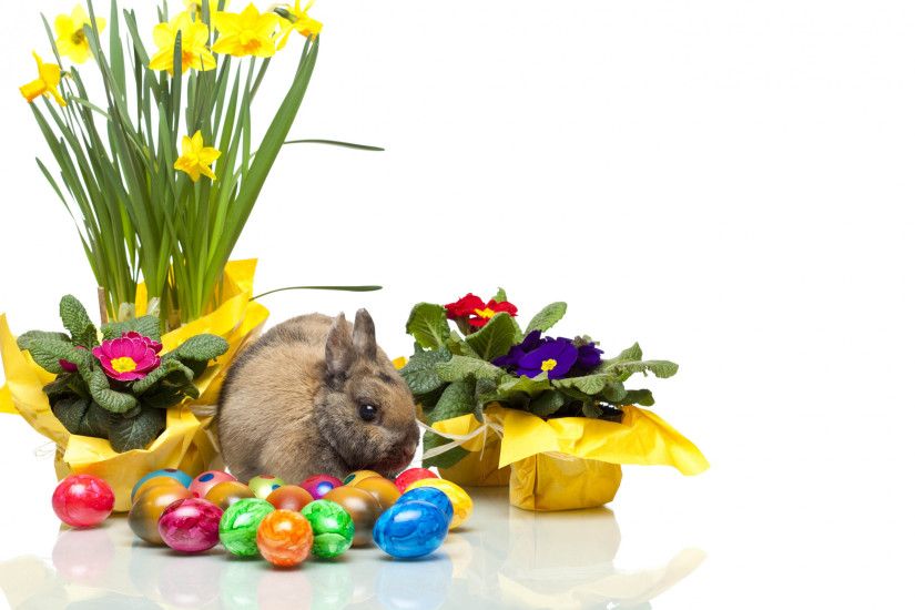 2560x1600 Wallpaper easter, bunny, eggs, violets, daffodils, white  background