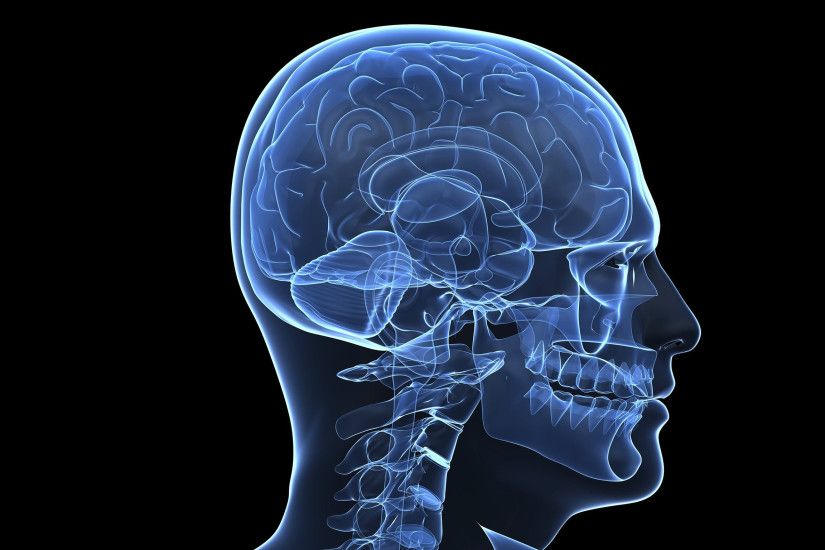 Wallpaper Of Brain Parts 3D Brain Anatomy Medical Head Skull Digital 3D  Xray Psychedelic