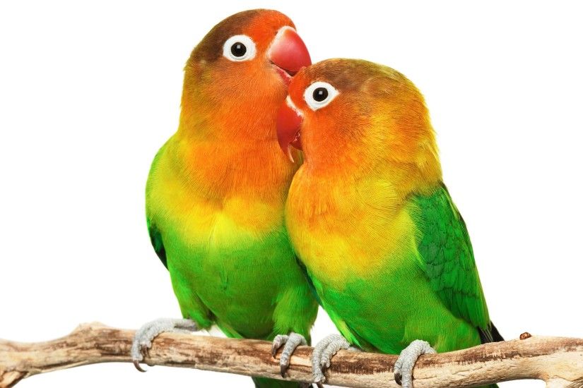 beautiful wallpaper Love Birds