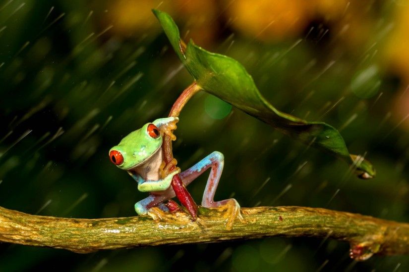 Cute Frog Wallpapers High Definition with High Definition .