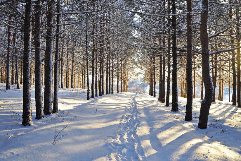 Snowy Forest Steps Vale Sunny wallpapers and stock photos