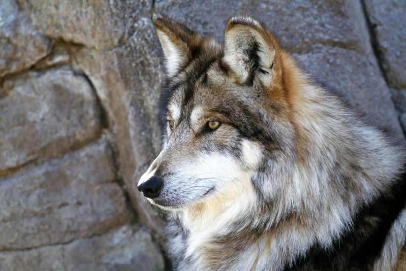 The Majestic Beautiful Gray Wolf