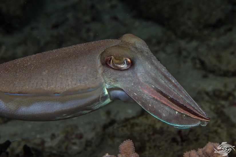 Sepia latimanus, also known as the broadclub cuttlefish