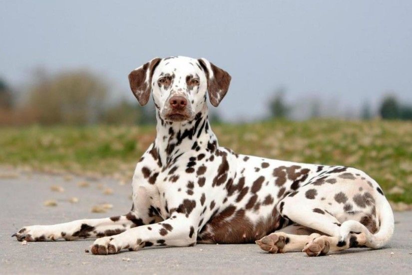 Dalmatian, Dog, Top, Full, Hd, Wallpapers, In, High, Resolution, Wide,  Free, Doggy, Mut, Wallpapers, 1920Ã1200 Wallpaper HD