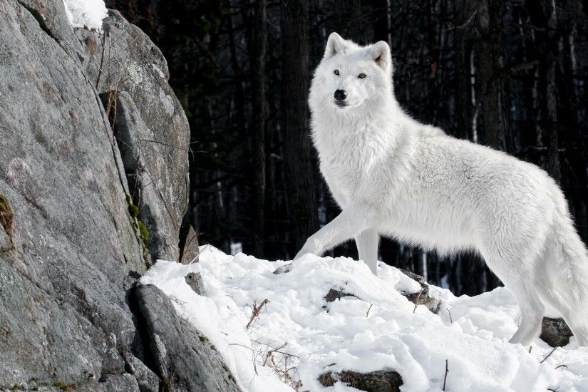 White Wolf, Majestic, Winter, Rock, Snow