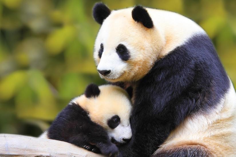 Baby Panda With Mother Wallpaper Android Wallpaper | WallpaperLepi
