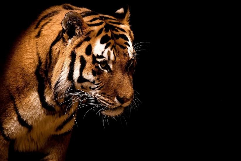 Samaritan Tiger Isolated on Black background Free Stock Photo and .