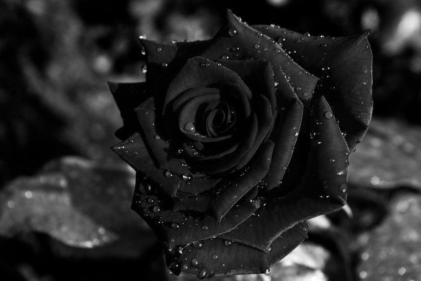 Black Rose HD Wallpapers HD Wallpapers COLOR BLACK Pinterest | HD  Wallpapers | Pinterest | Black roses, Hd wallpaper and Wallpaper