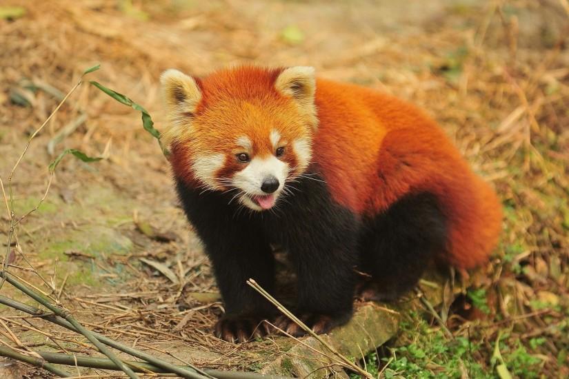 Red Panda wallpapers for android