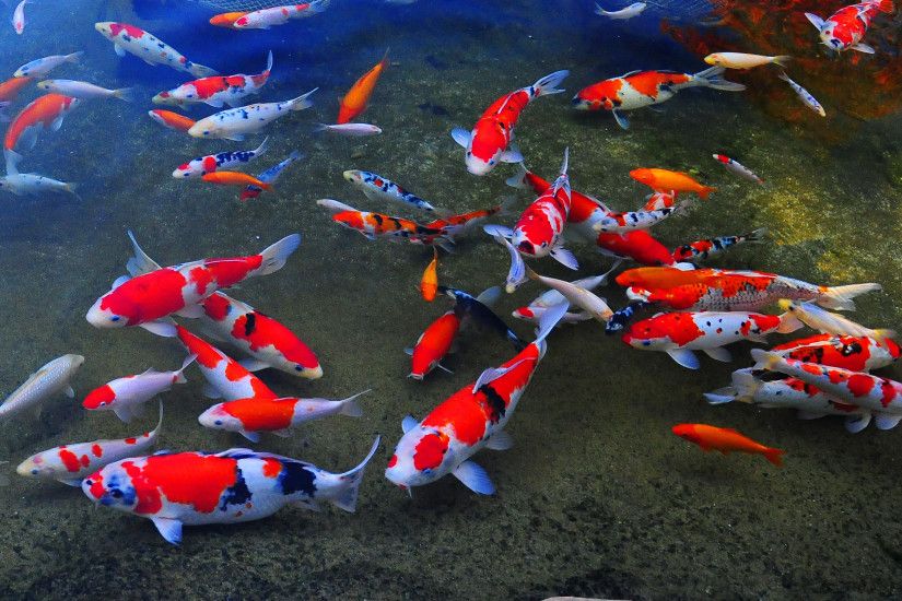Japanese Koi Fish Wallpaper