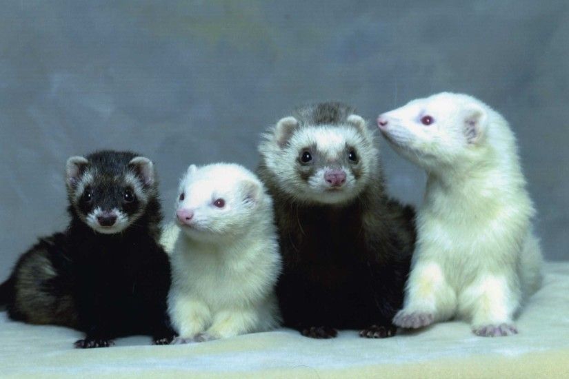 1920x1080 Get the latest ferret, face, eyes news, pictures and videos and  learn all about ferret, face, eyes from wallpapers4u.org, your wallpaper  news ...