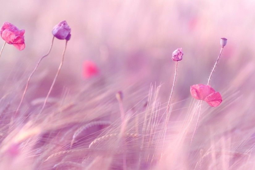 Light Pink Flower, Green Blurry Background HD Wide Wallpaper for Widescreen  (55 Wallpapers)