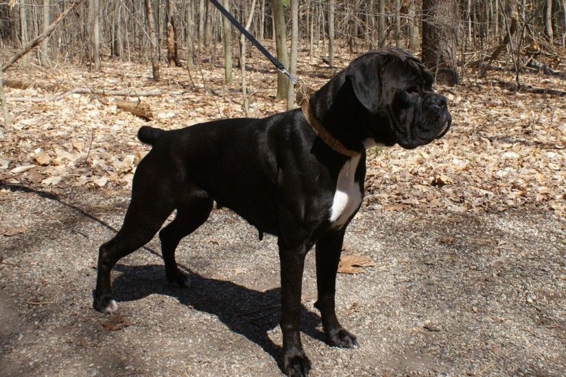 Black boxer dog black boxer dog photo2 thesistut Images