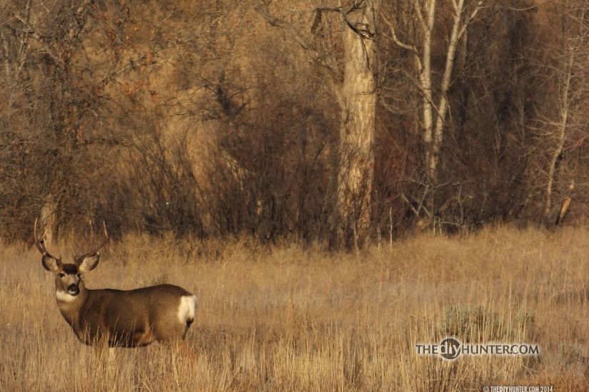 cool hunting backgrounds. mule deer buck in grass cool hunting backgrounds