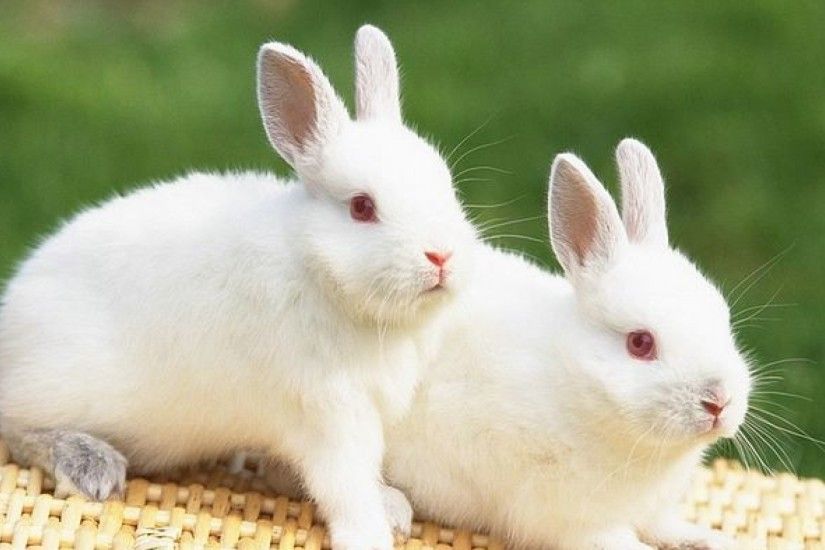 Best Rabbit Wallpapers download