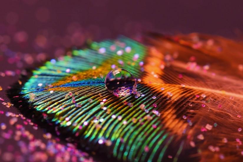 Beautiful Peacock Feather Images | HD Wallpapers Images