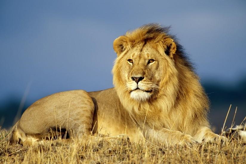 Backgrounds - Lions Animals Wallpapers Download Popular Screensavers .