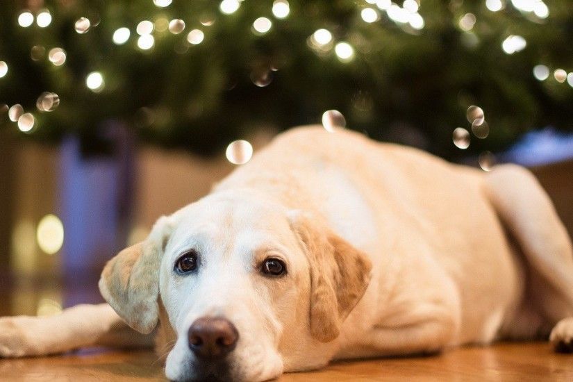 Labrador Tag - Labrador Dogs Home Lights Christmas Tree Animals Retriever  Bulldog Hd Wallpaper for HD