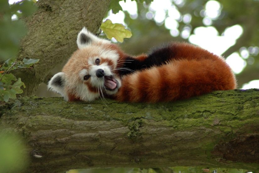 Cute Lazy Red Panda