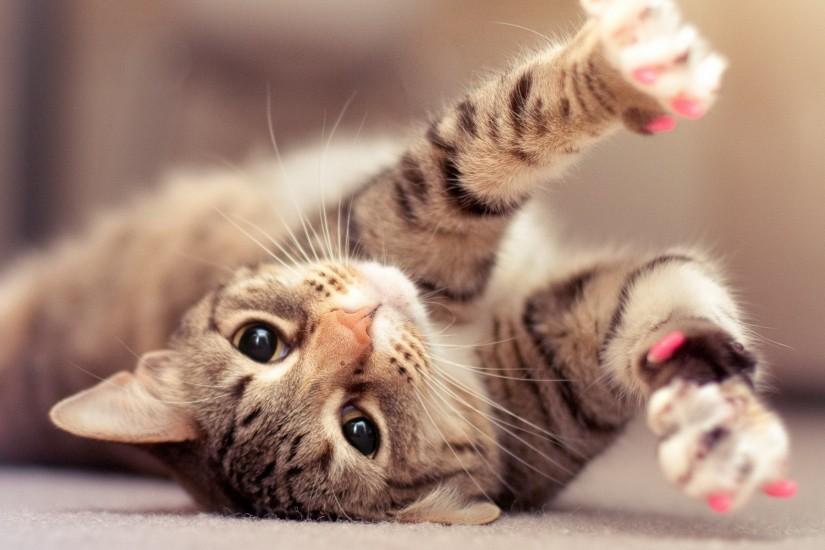 ... Lovely Cat Wallpaper HD HD Wallpapers, Backgrounds, Images, Art ..