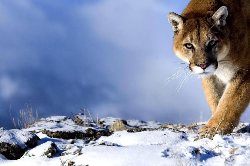 Top 25 best Wildlife wallpaper ideas on Pinterest | Animal .