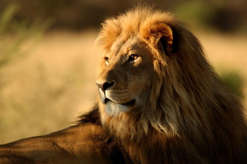 African Lion Wallpapers