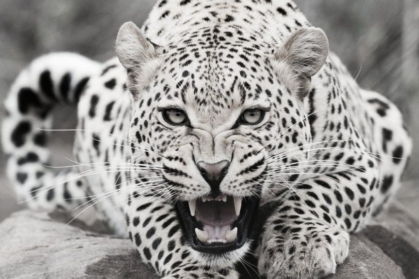 Black And White Leopard Desktop Background. Download 2880x1800 ...