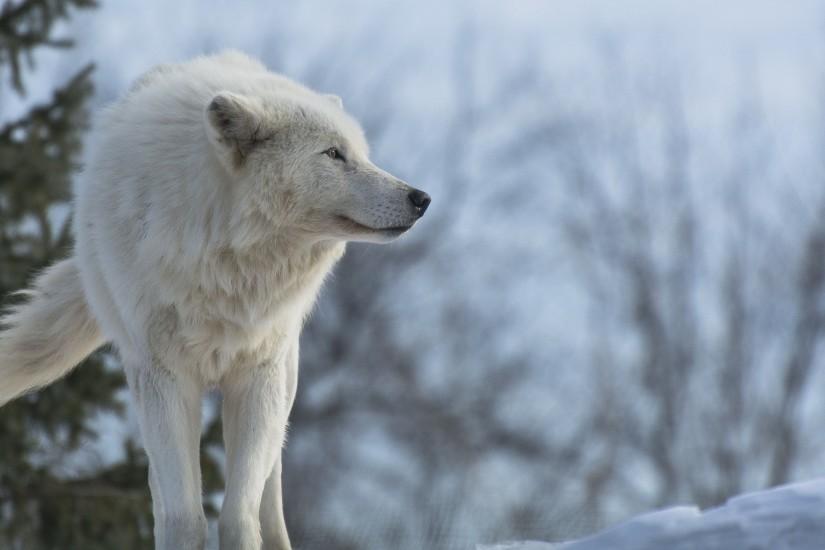 White Wolves HD Wallpaper