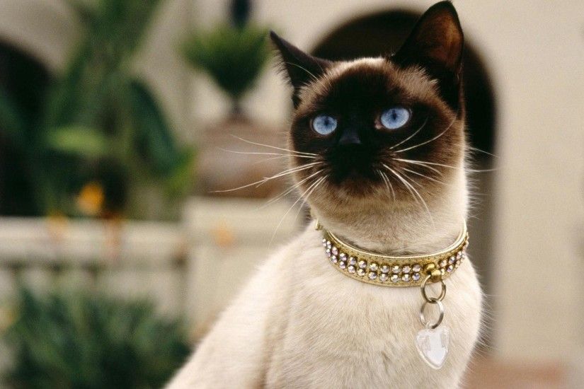 Siamese cat new wallpapers