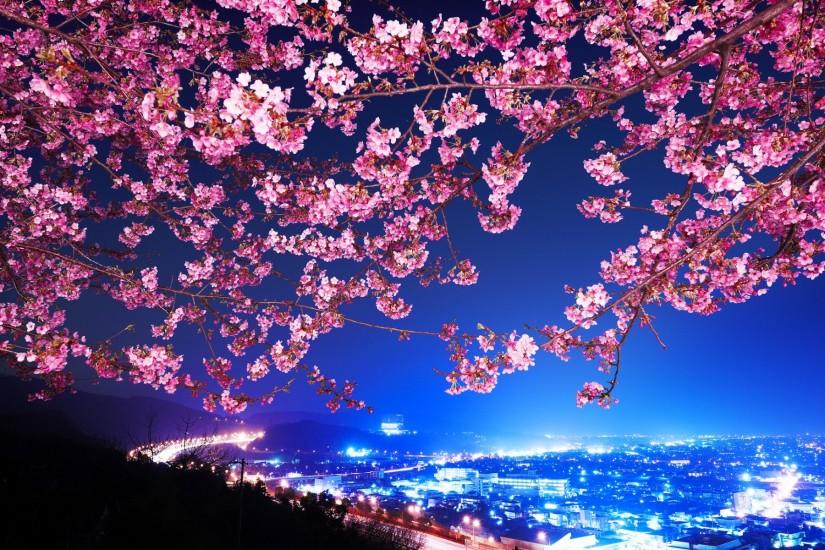 most popular cherry blossom wallpaper 1920x1200 pc