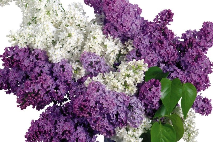 1920x1080 Wallpaper lilac, purple, white, flower, vase, spring