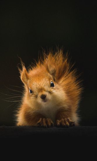 Cute, red squirrel, Chipmunk, animal, 1280x2120 wallpaper