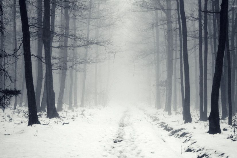 ... snowy path in the foggy forest 2 wallpaper nature wallpapers ...