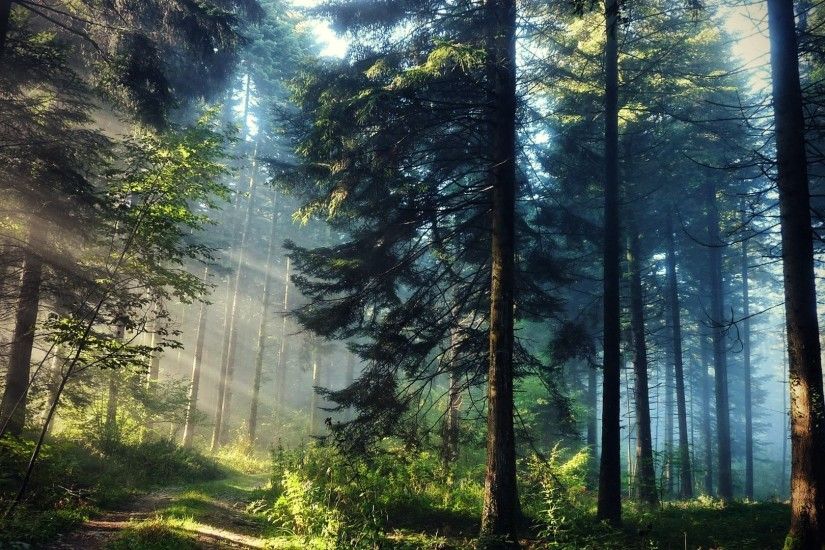 Trees forests plants sunlight hdr photography natural wallpaper
