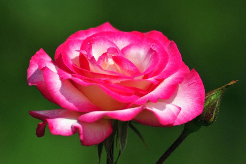 Most Beautiful Pink Rose HD Wallpaper