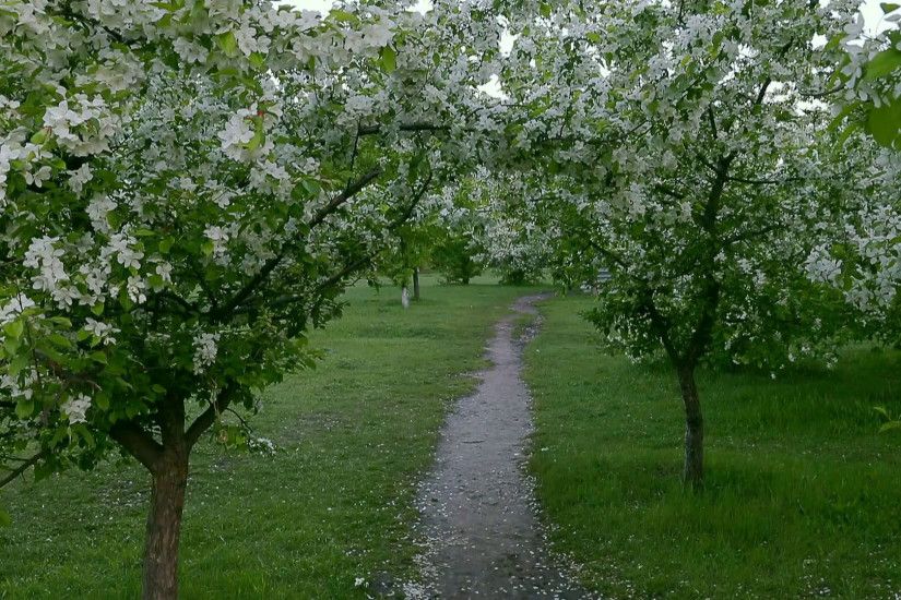 Green white branches blossom apple tree above path way springtime. Camera  tilting up. White