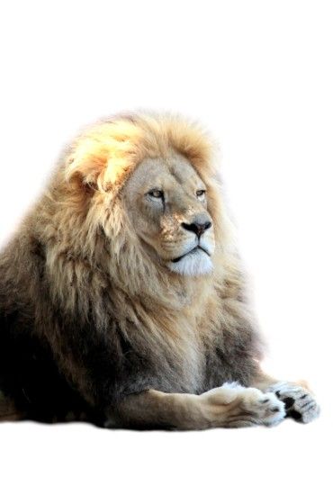 African Lion with White Background 1975x2939