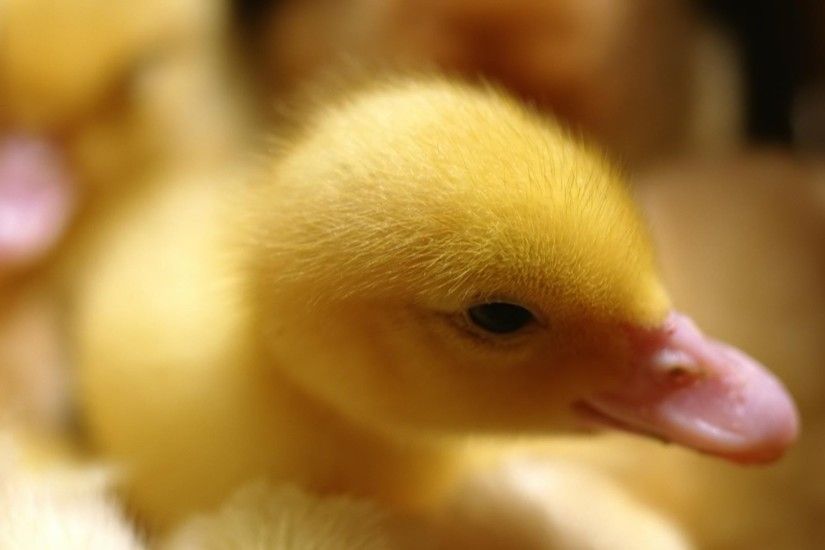 Wallpapers Backgrounds - Desktop backgrounds Animal Life Animals Cute baby  duckling