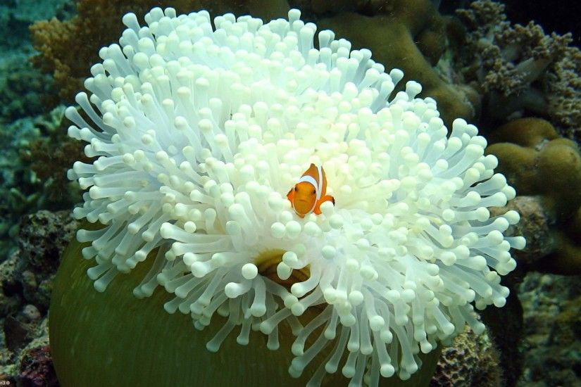 nature, Animals, Fish, Sea Anemones, Coral, Clownfish Wallpapers HD /  Desktop and Mobile Backgrounds