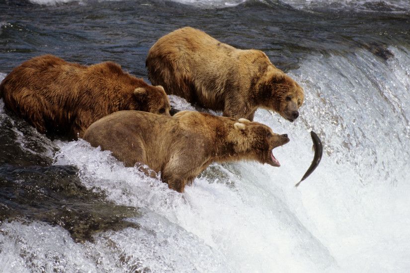 Brown Bears Alaska