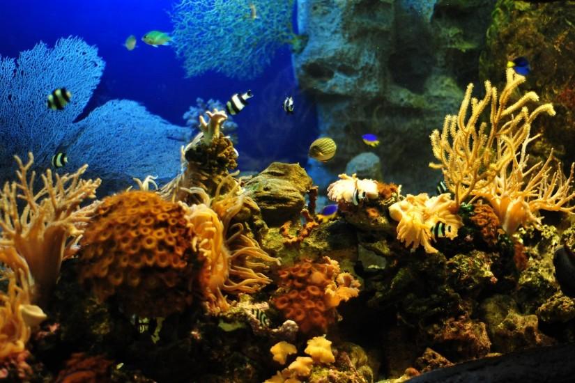 Image of Aquarium background