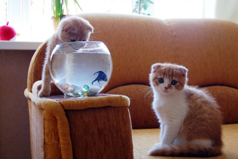 Funny Kittens Fish