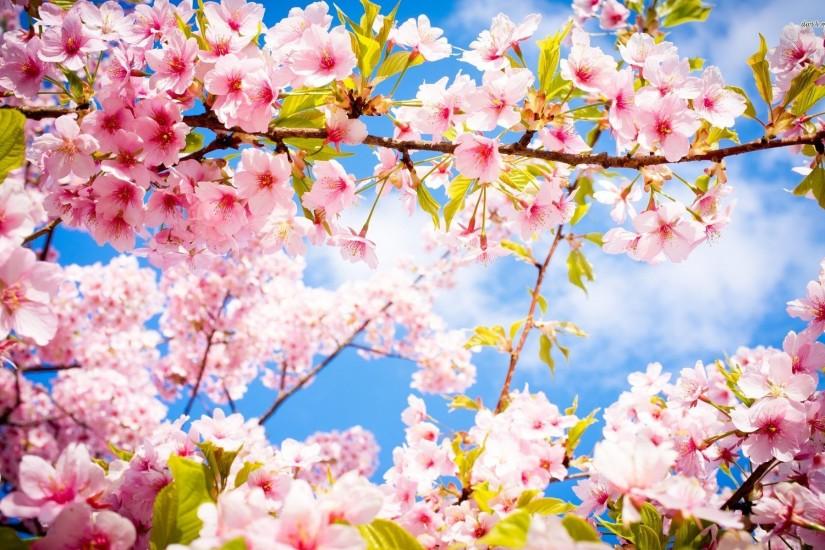 most popular cherry blossom wallpaper 1920x1200 samsung