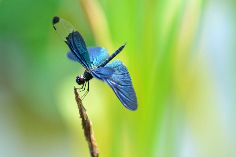 Blue Dragonfly Wallpaper For Android #3707 Wallpaper | Wallpaper .